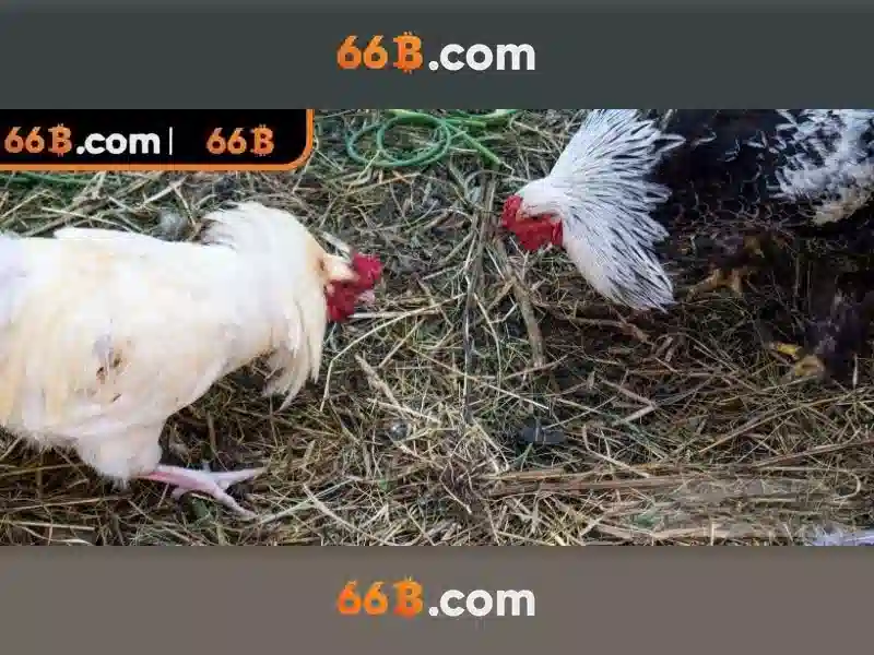 Giới thiệu về 66B