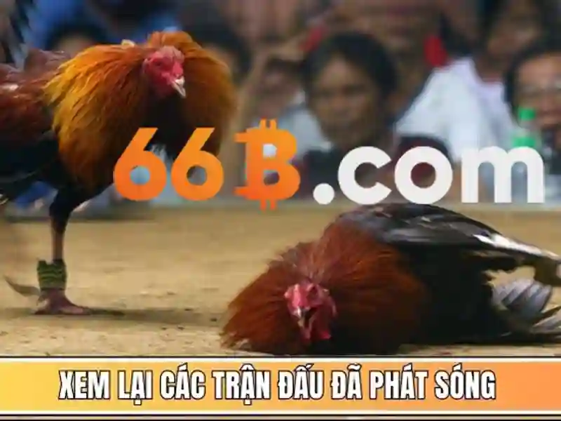 66B là gì?